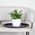 Ctenanthe Burle-Marxii – Plante D'Intérieur