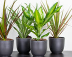 Dracaena Lemon Lime – Plante D'Intérieur