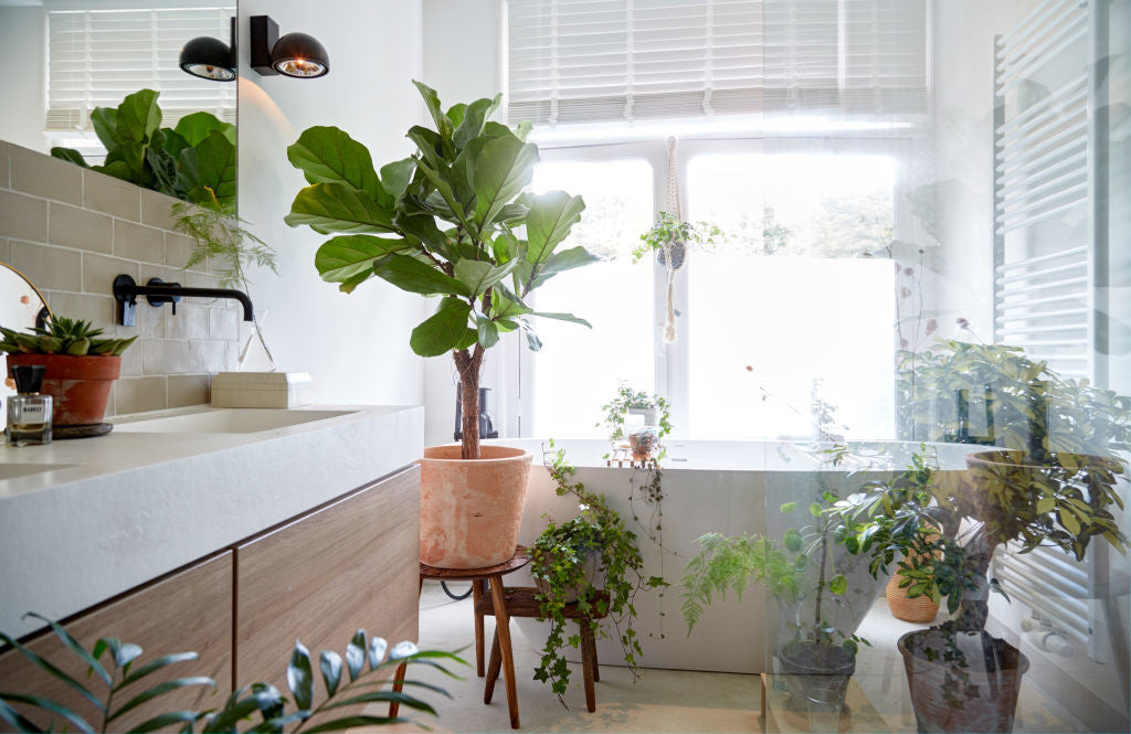 Ficus Lyrata – Plante D'Intérieur