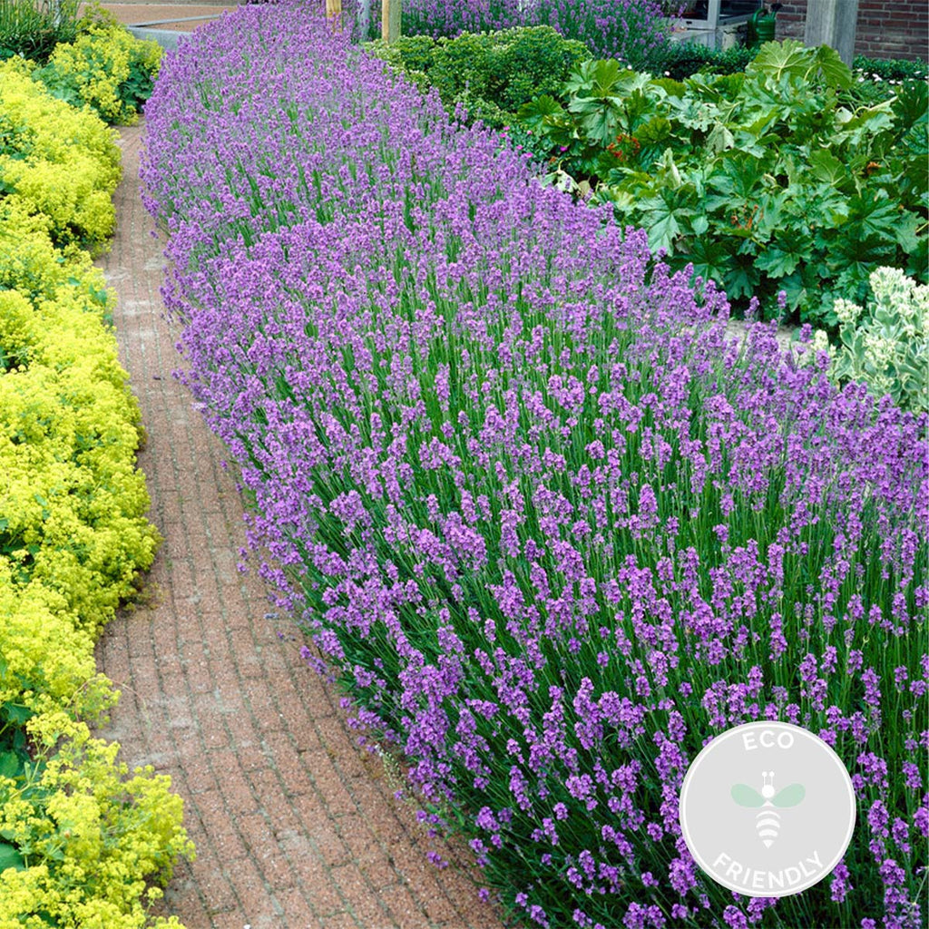 Lot De 6 Lavandes – Plante D'Extérieur