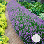 Lot De 6 Lavandes – Plante D'Extérieur