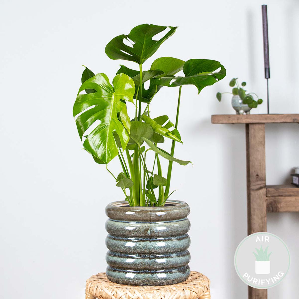Monstera Deliciosa – Plante D'Intérieur