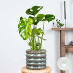 Monstera Deliciosa – Plante D'Intérieur