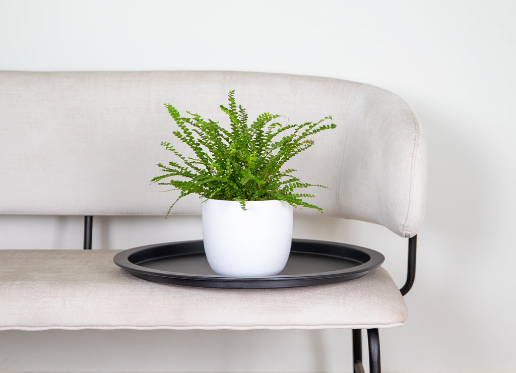 Nephrolepis Duffii – Plante D'Intérieur