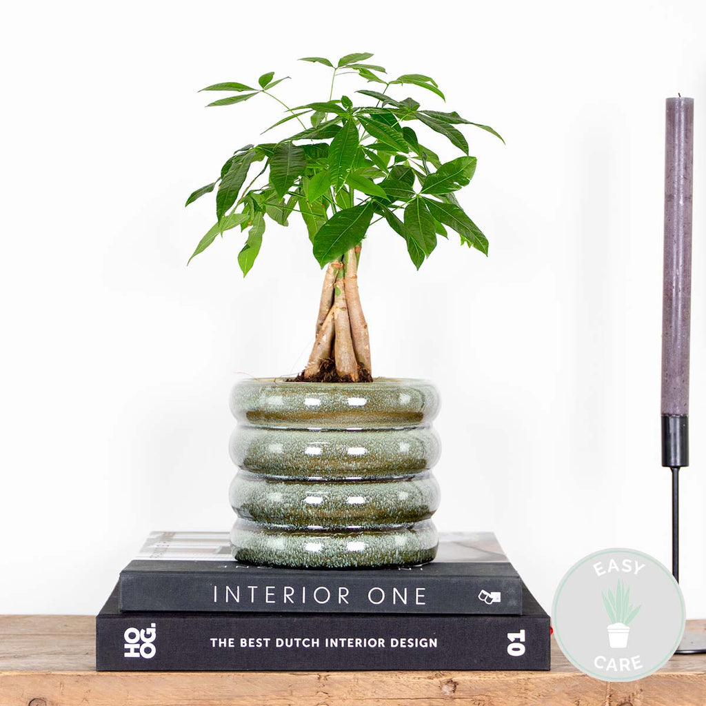 Pachira Money Tree – Indoor Plant