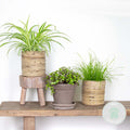 Mix of 3 Pet-Friendly Plants – Houseplant