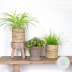 Mix of 3 Pet-Friendly Plants – Houseplant