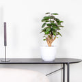 Polyscias Fabian – Planta de interior