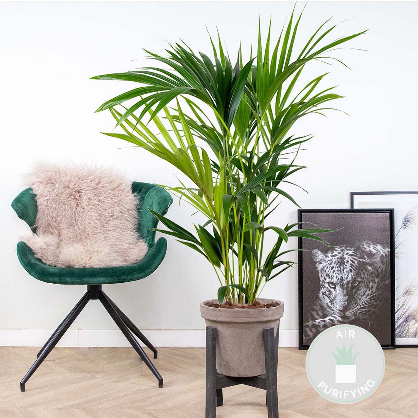 Palmera kentia – Planta de interior