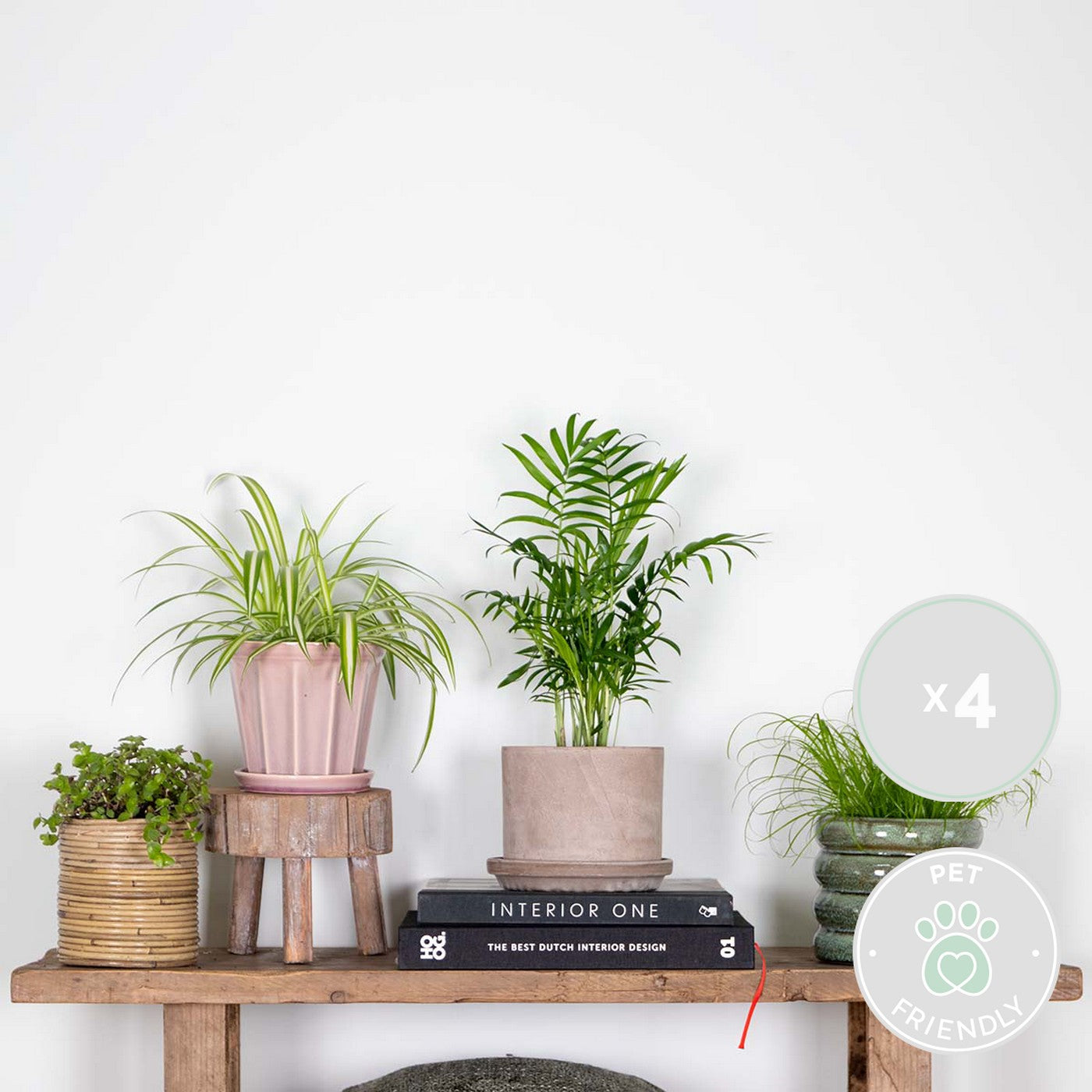 Lot De 4 Plantes Pet-Friendly – Plante D'Intérieur