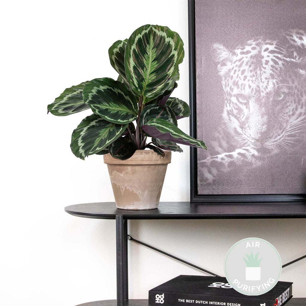 Calathéa Médaillon – Plante D'Intérieur