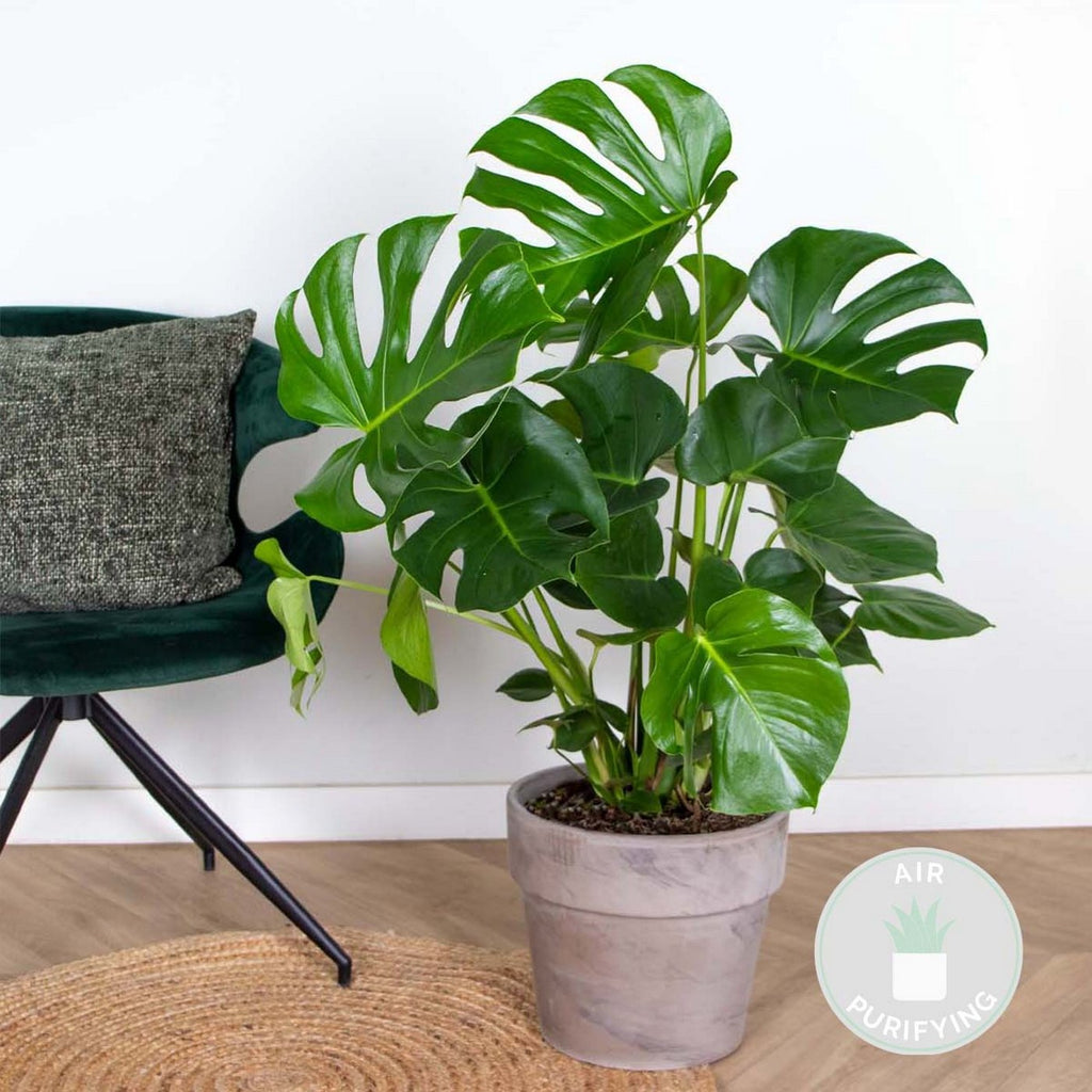 Monstera Deliciosa – Plante D'Intérieur