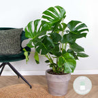 Monstera Deliciosa – Plante D'Intérieur