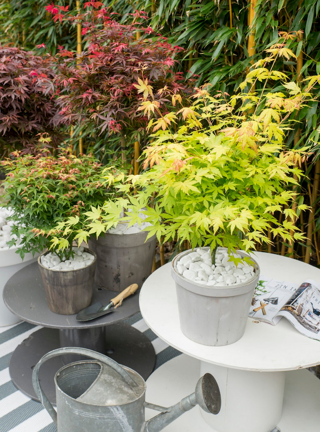 Mezcla de 4 arces japoneses – Planta de exterior