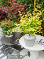 Mezcla de 4 arces japoneses – Planta de exterior