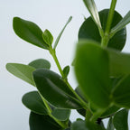 Clusia Rosea Princess – Plante D'Intérieur