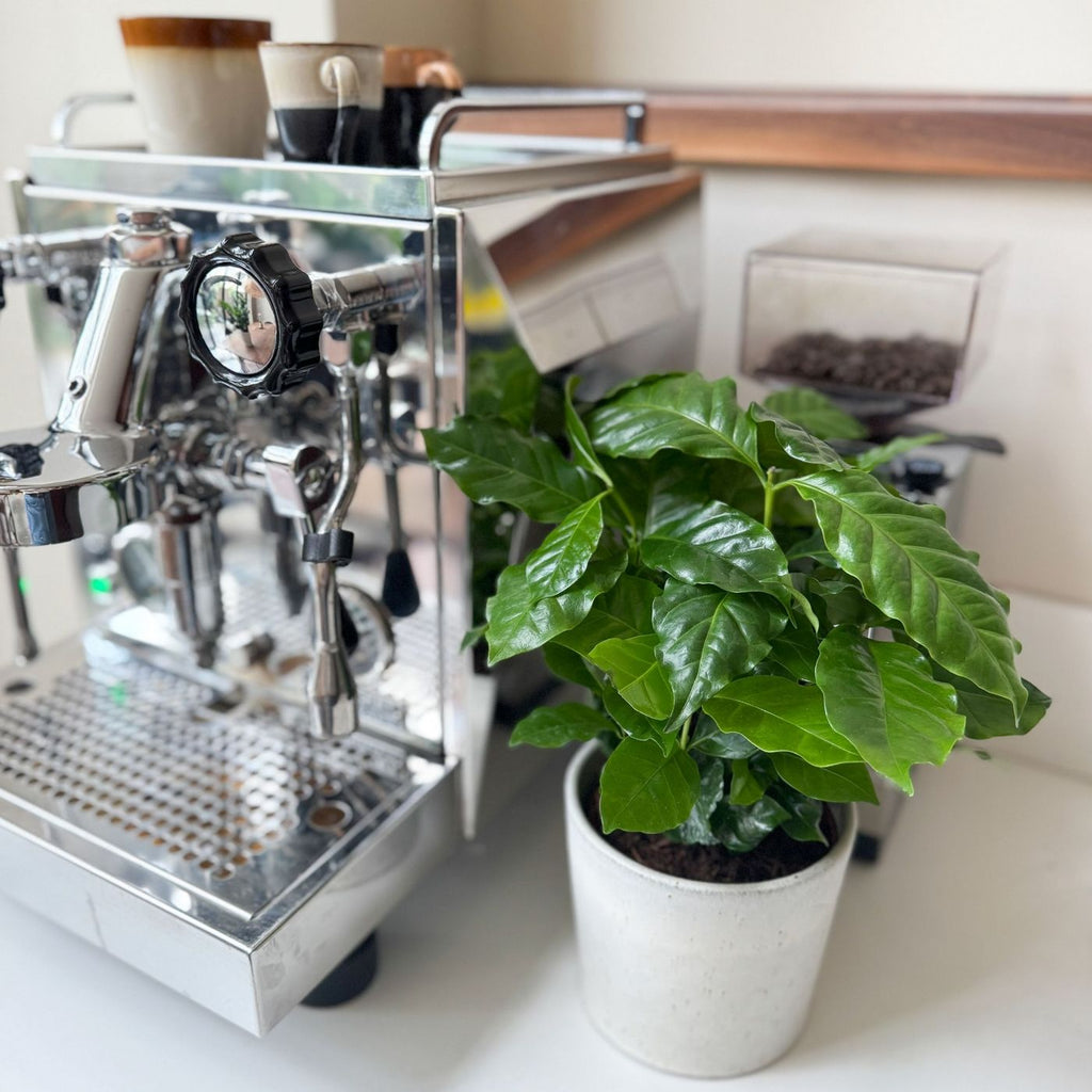Set Of 2 Arabica Coffee Plants – Houseplant