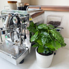 Set Of 2 Arabica Coffee Plants – Houseplant