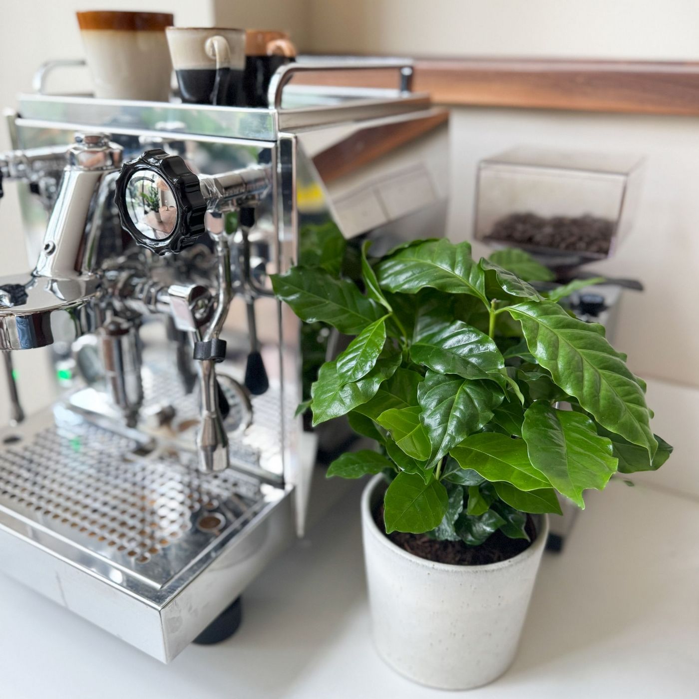 Set Of 2 Arabica Coffee Plants – Houseplant