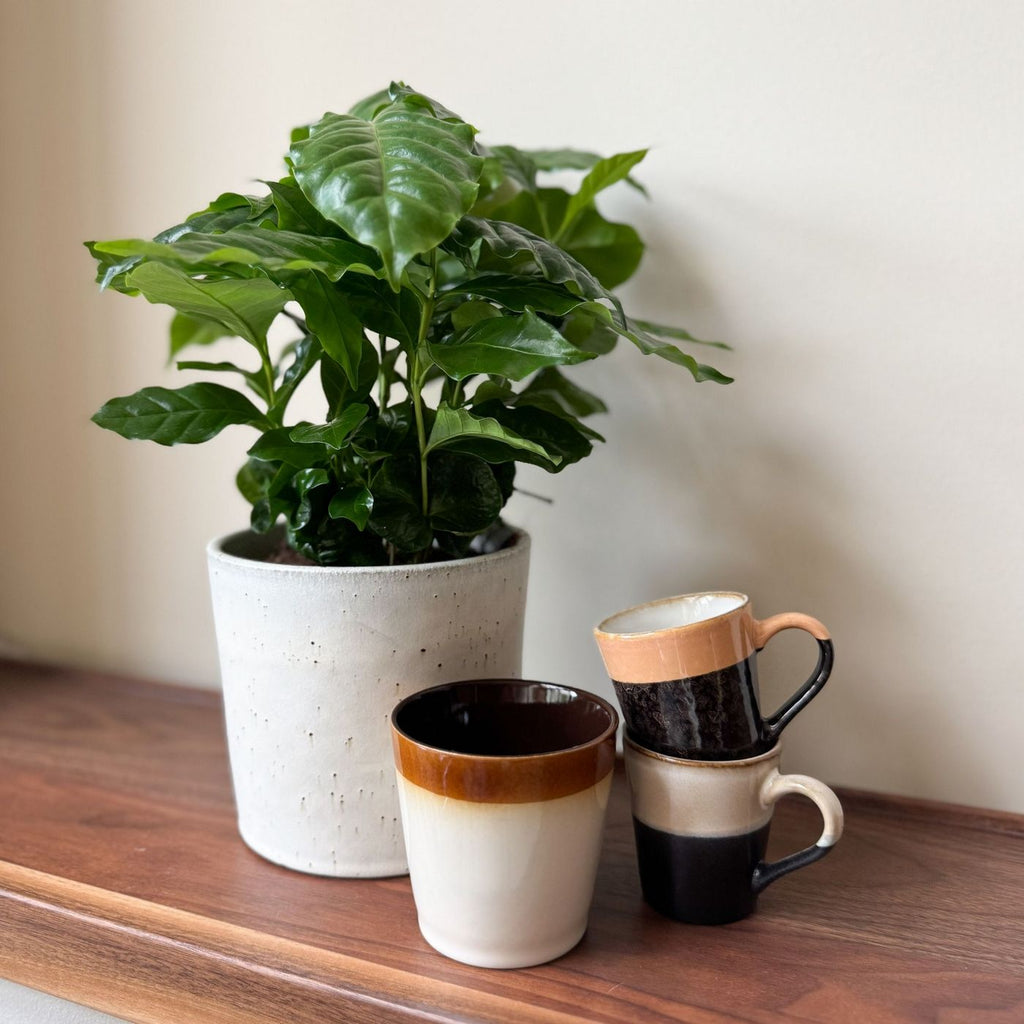 Set Of 2 Arabica Coffee Plants – Houseplant