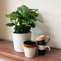 Set Of 2 Arabica Coffee Plants – Houseplant