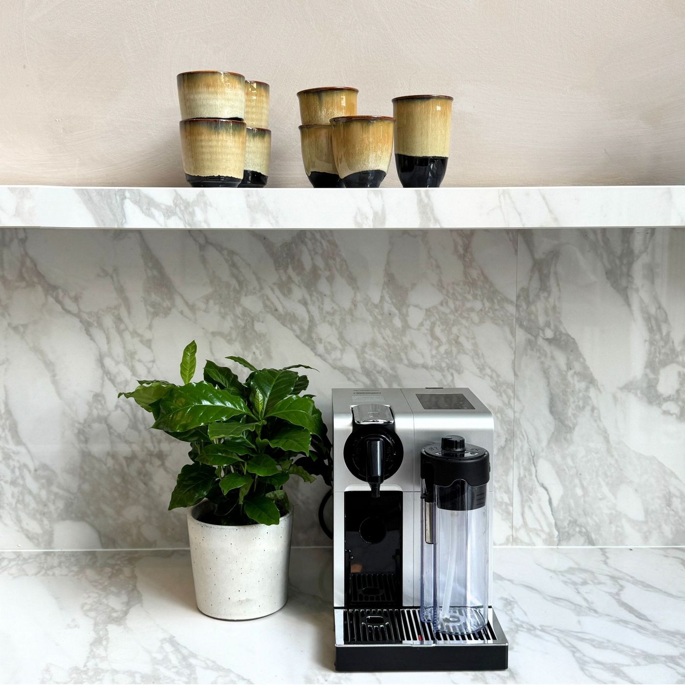 Set Of 2 Arabica Coffee Plants – Houseplant
