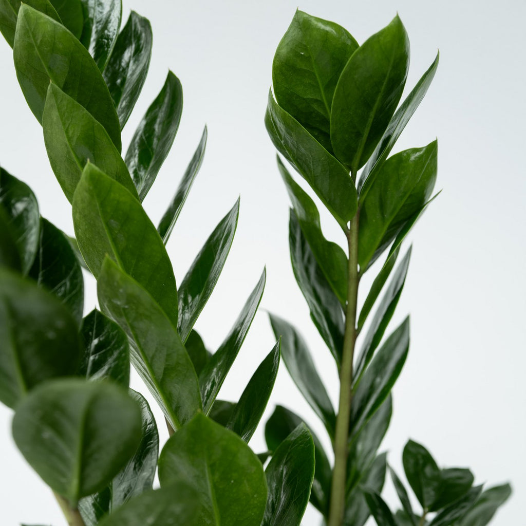 Zamioculcas Zz – Plante D'Intérieur