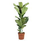 Ficus Lyrata – Plante D'Intérieur