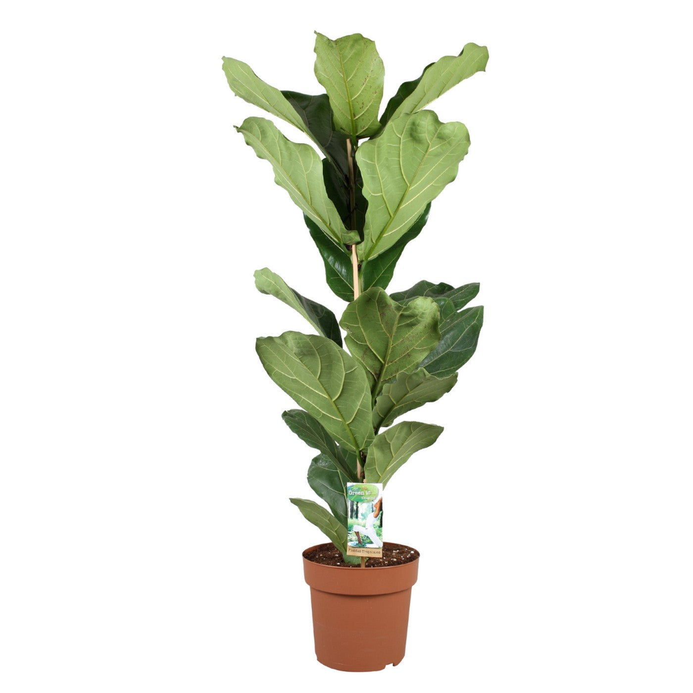Ficus Lyrata – Plante D'Intérieur