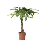 Pachira Arbre À Monnaie – Plante D'Intérieur