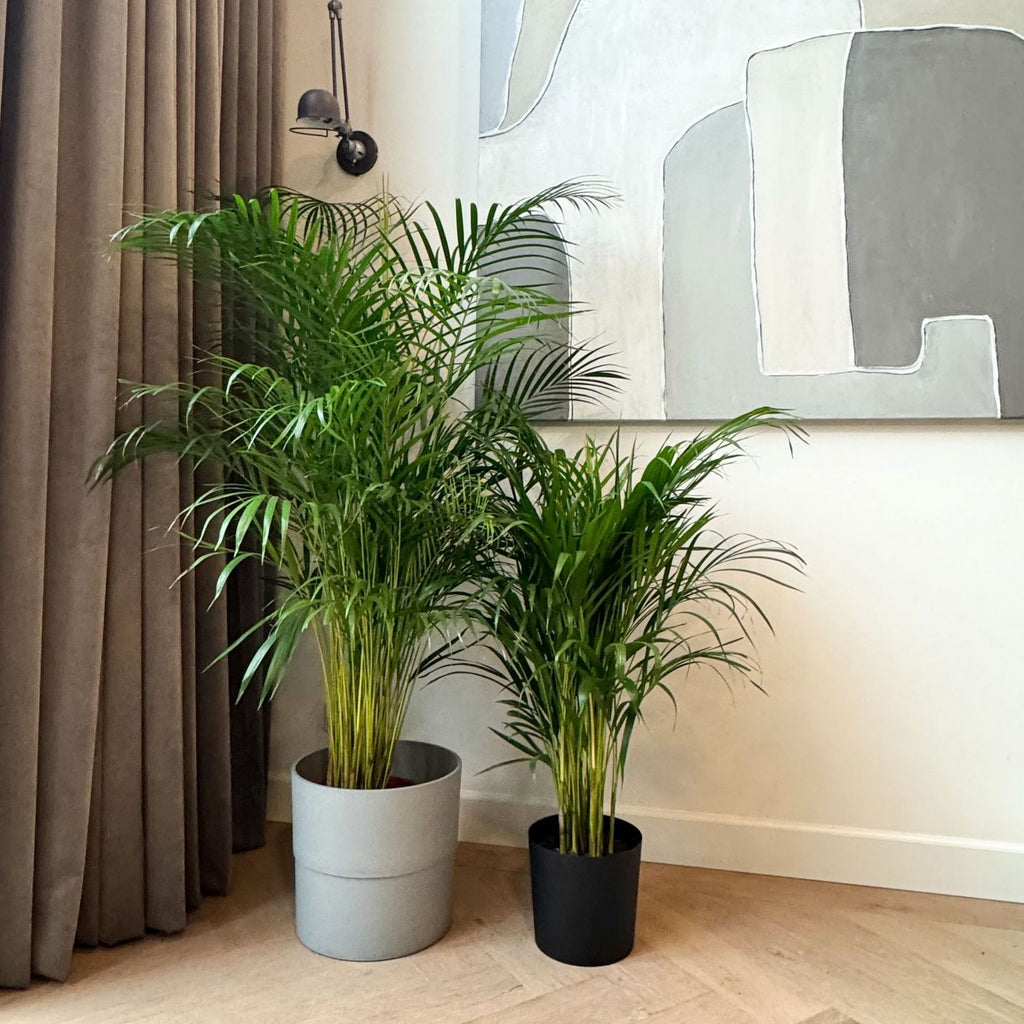 Palmier Areca – Plante D'Intérieur