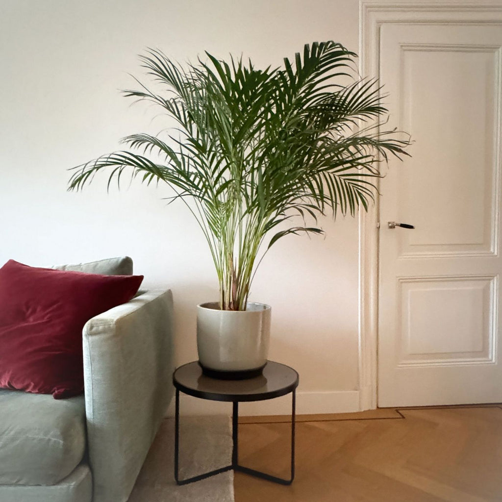 Palmier Areca – Plante D'Intérieur