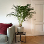 Palmier Areca – Plante D'Intérieur