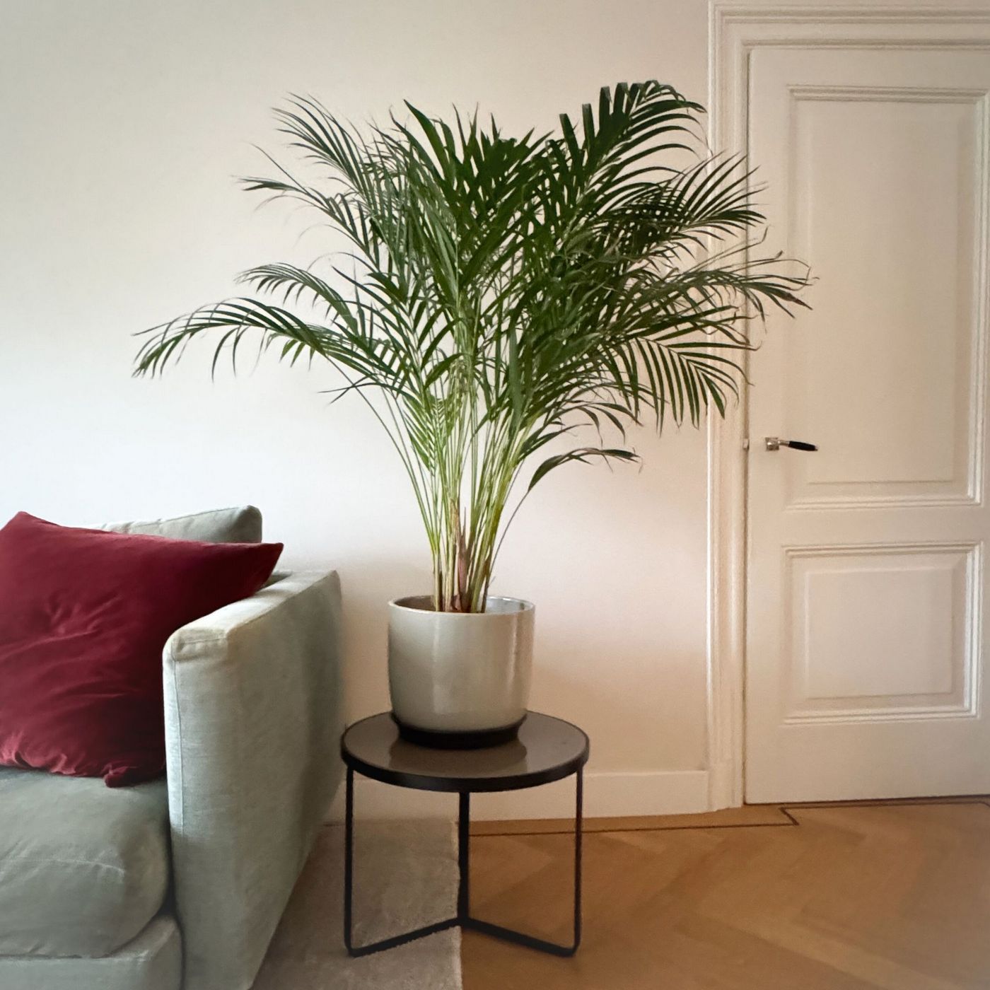 Palmier Areca – Plante D'Intérieur