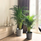 Palmier Areca – Plante D'Intérieur
