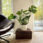 Monstera Deliciosa – Plante D'Intérieur