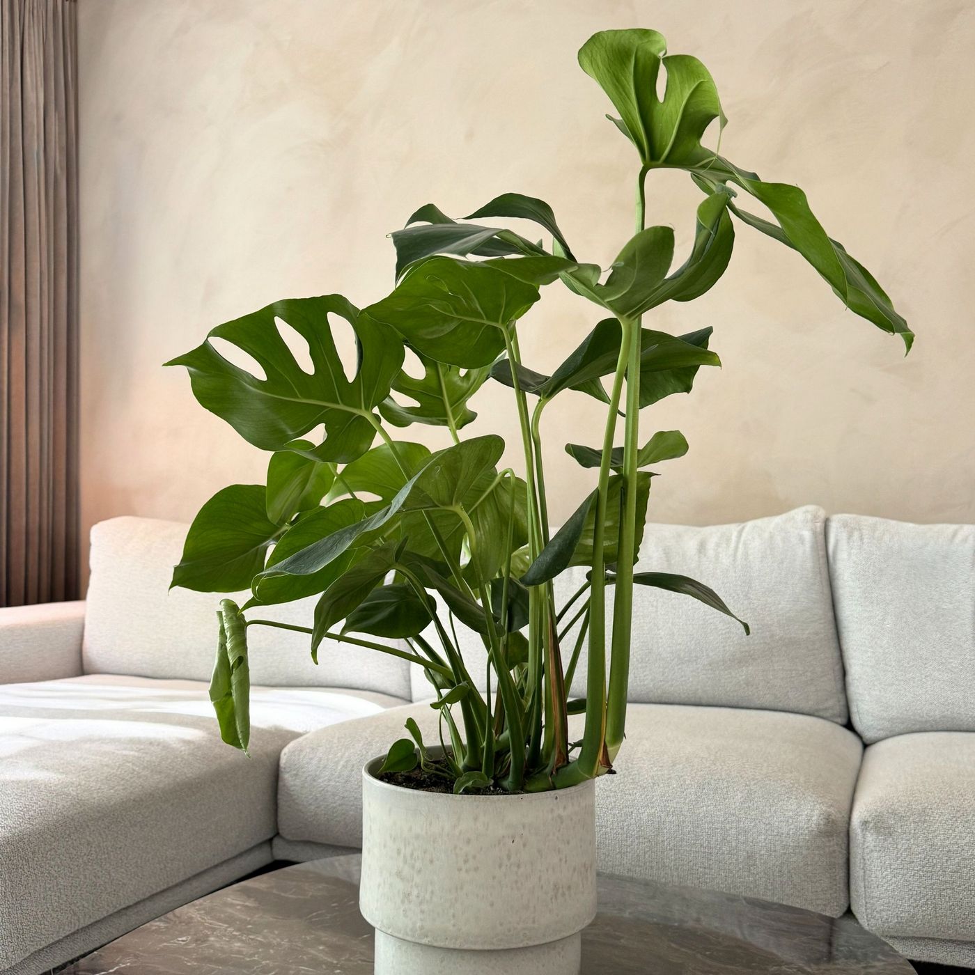 Monstera Deliciosa – Plante D'Intérieur