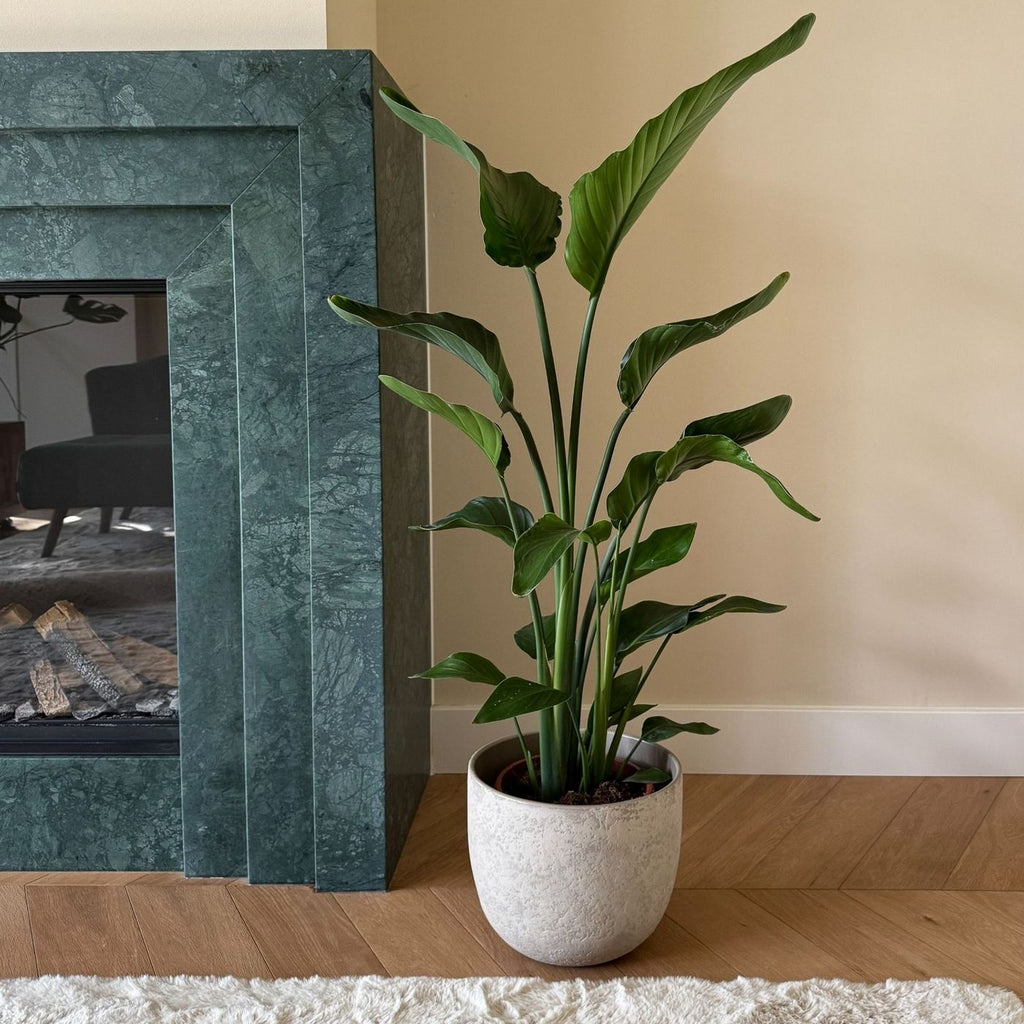 Strelitzia Nicolai – Plante D'Intérieur