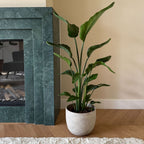 Strelitzia Nicolai – Plante D'Intérieur