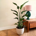 Strelitzia Nicolai – Plante D'Intérieur