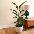 Strelitzia Nicolai – Plante D'Intérieur