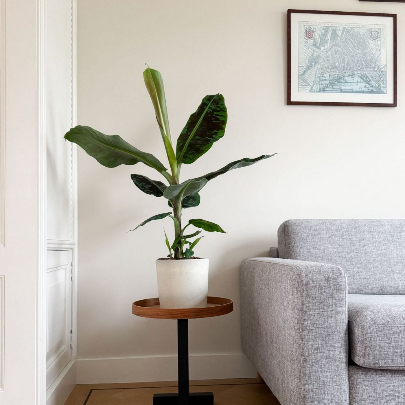 Bananier Musa Cavendish – Plante D'Intérieur