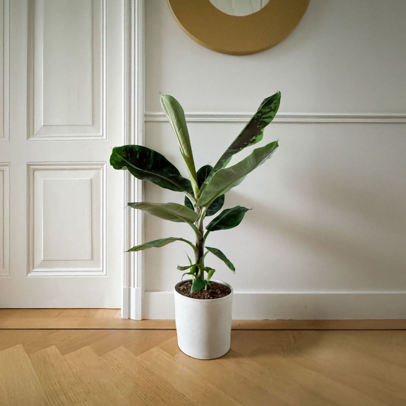 Bananier Musa Cavendish – Plante D'Intérieur