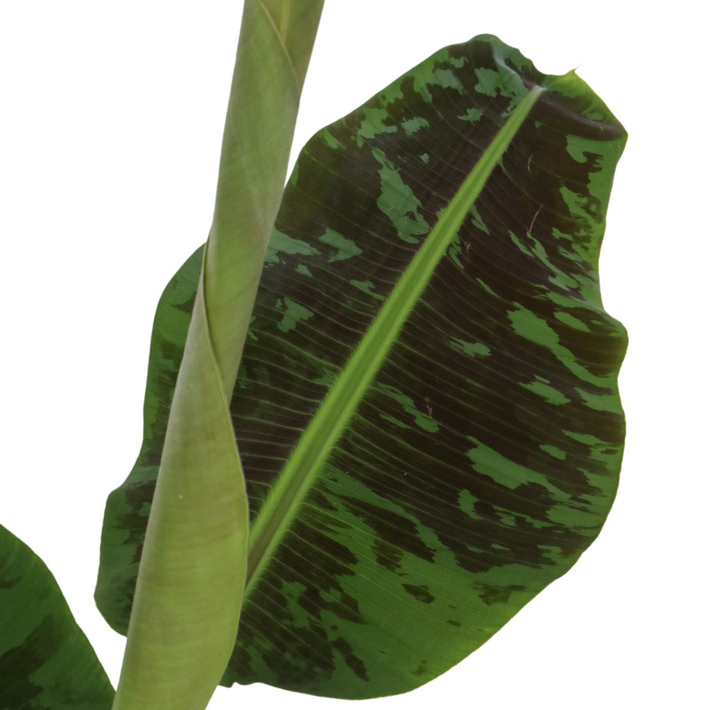 Bananier Musa Cavendish – Plante D'Intérieur