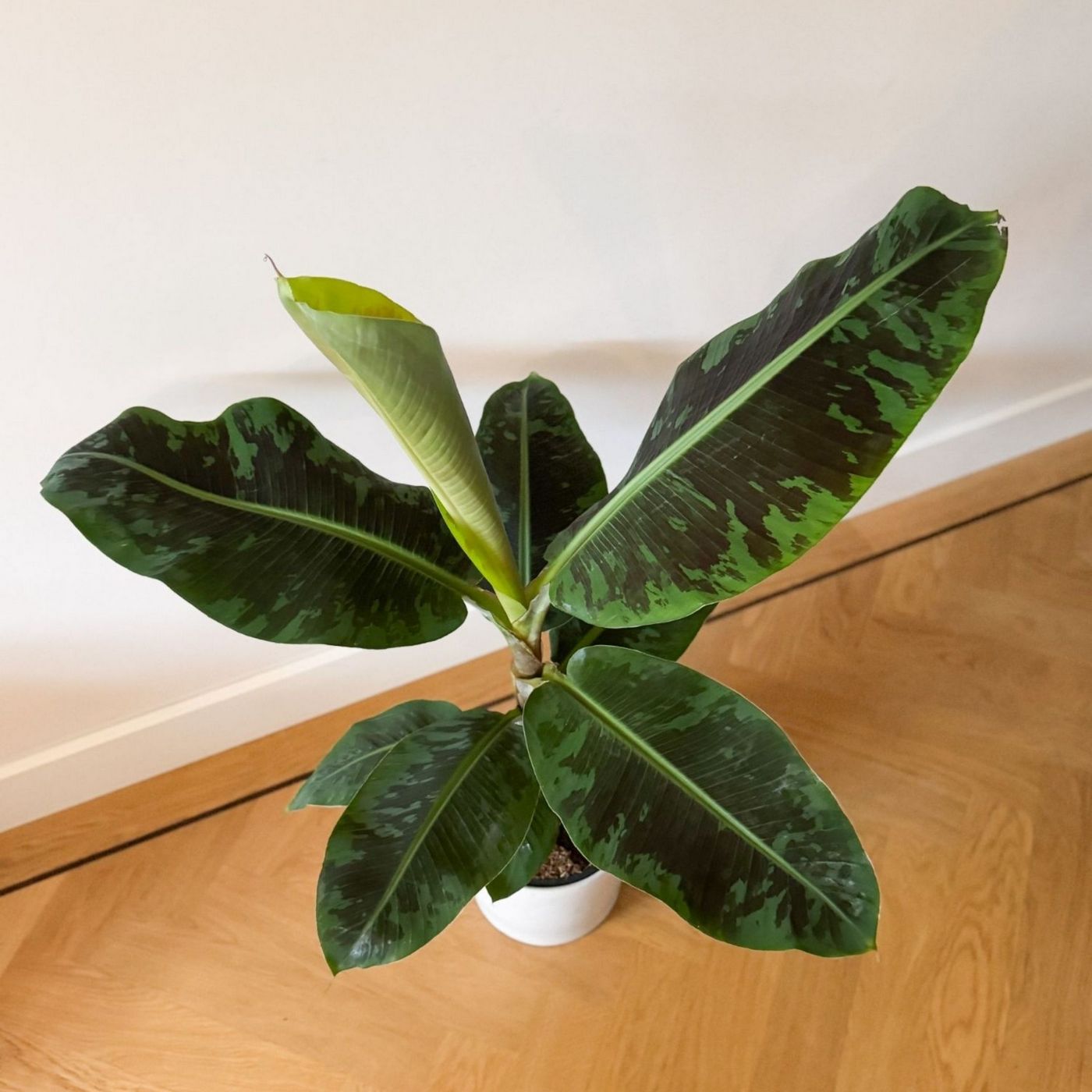Bananier Musa Cavendish – Plante D'Intérieur