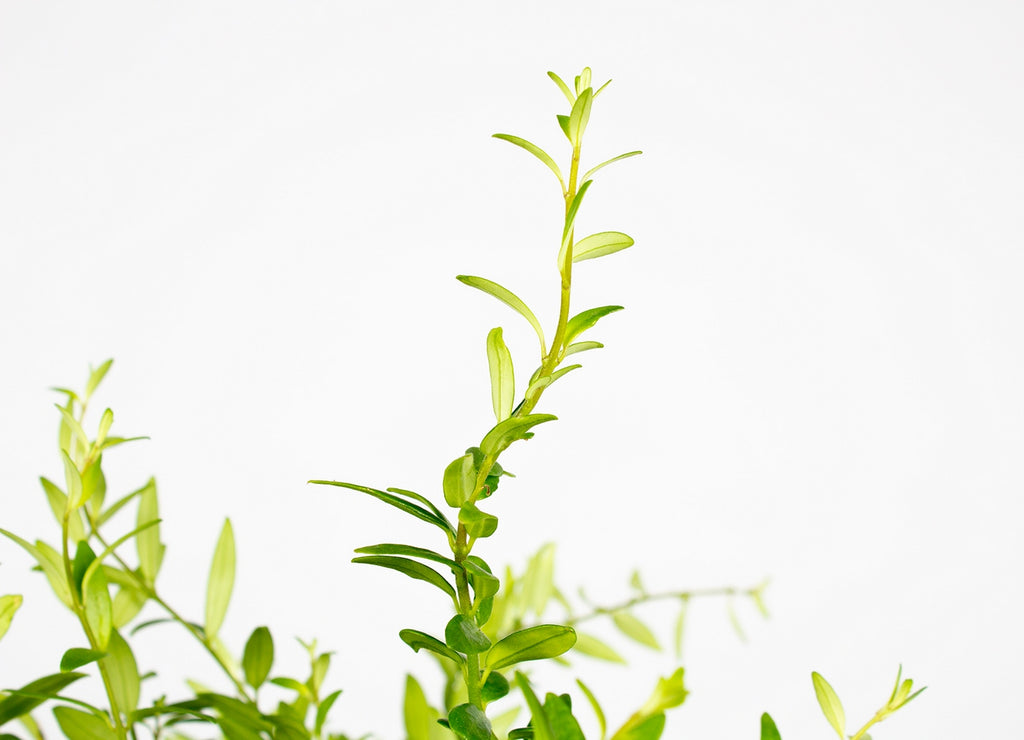 Aeschynanthus Mona Lisa – Plante D'Intérieur
