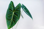 Alocasia Wentii – Plante D'Intérieur