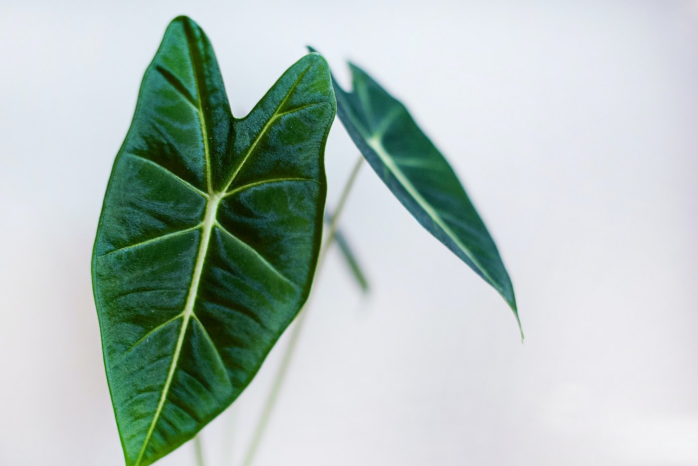 Alocasia Wentii – Plante D'Intérieur