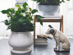 Anthurium Blanc – Plante D'Intérieur