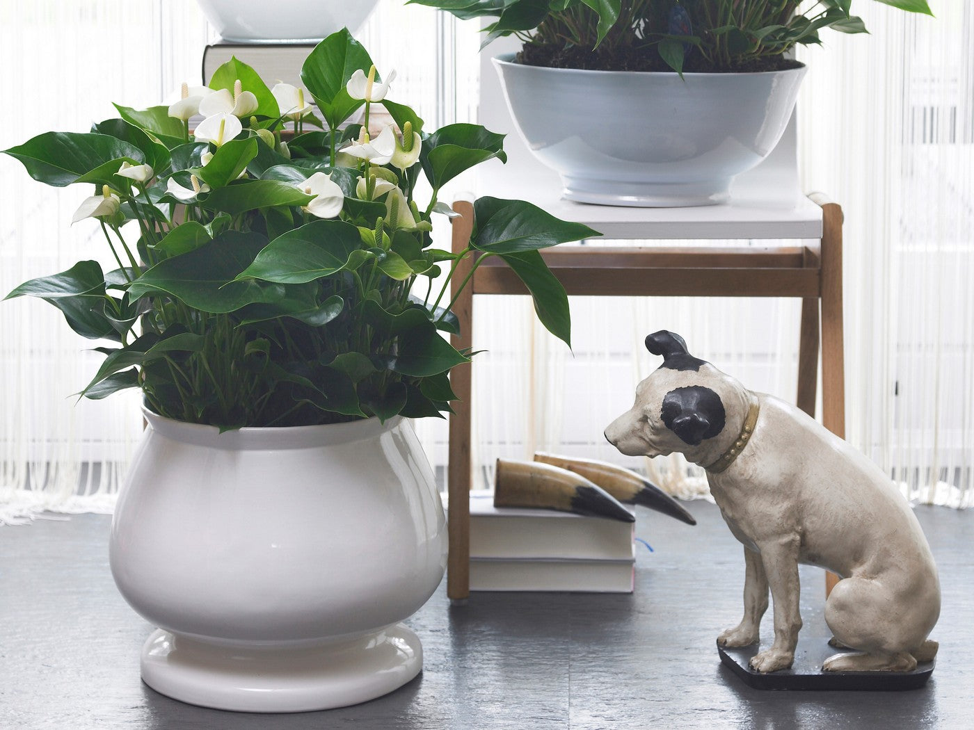Anthurium Blanc – Plante D'Intérieur